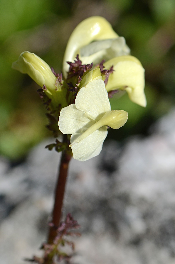 Pedicularis elongata / Pedicolare gialla